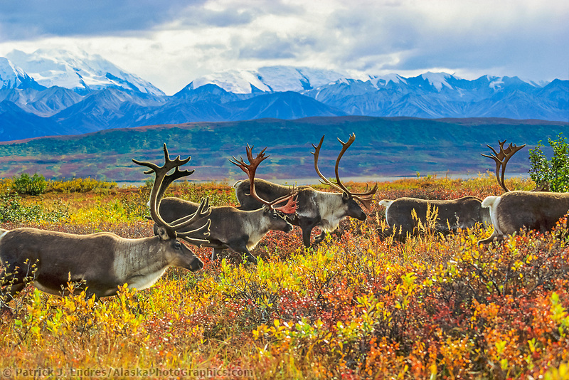 Bull caribou herd on tundra